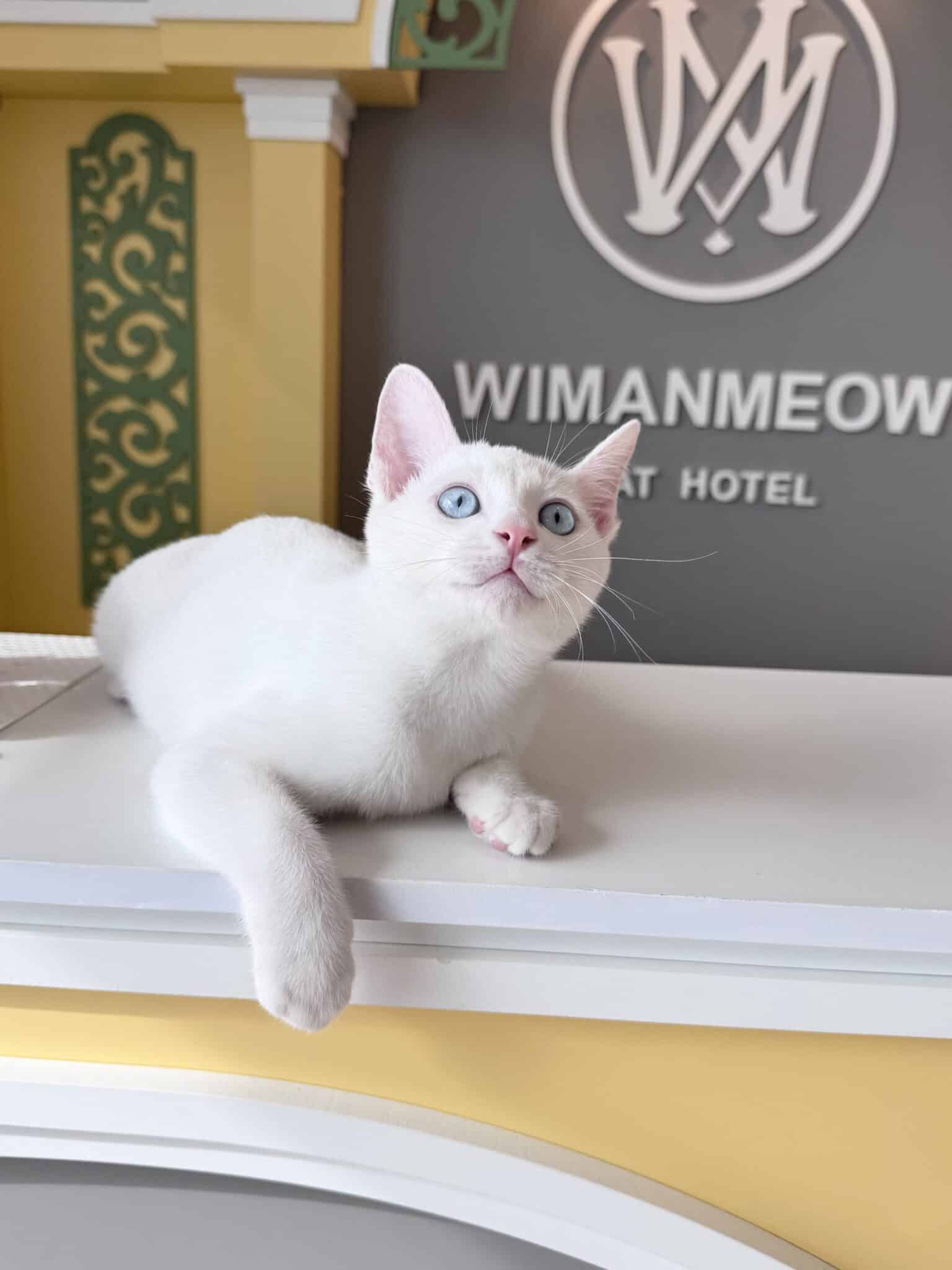 คำถามก่อนฝากแมว แมวพักที่ Wimanmeow Cat Hotel ก่อนเข้าพักโรงแรมแมว