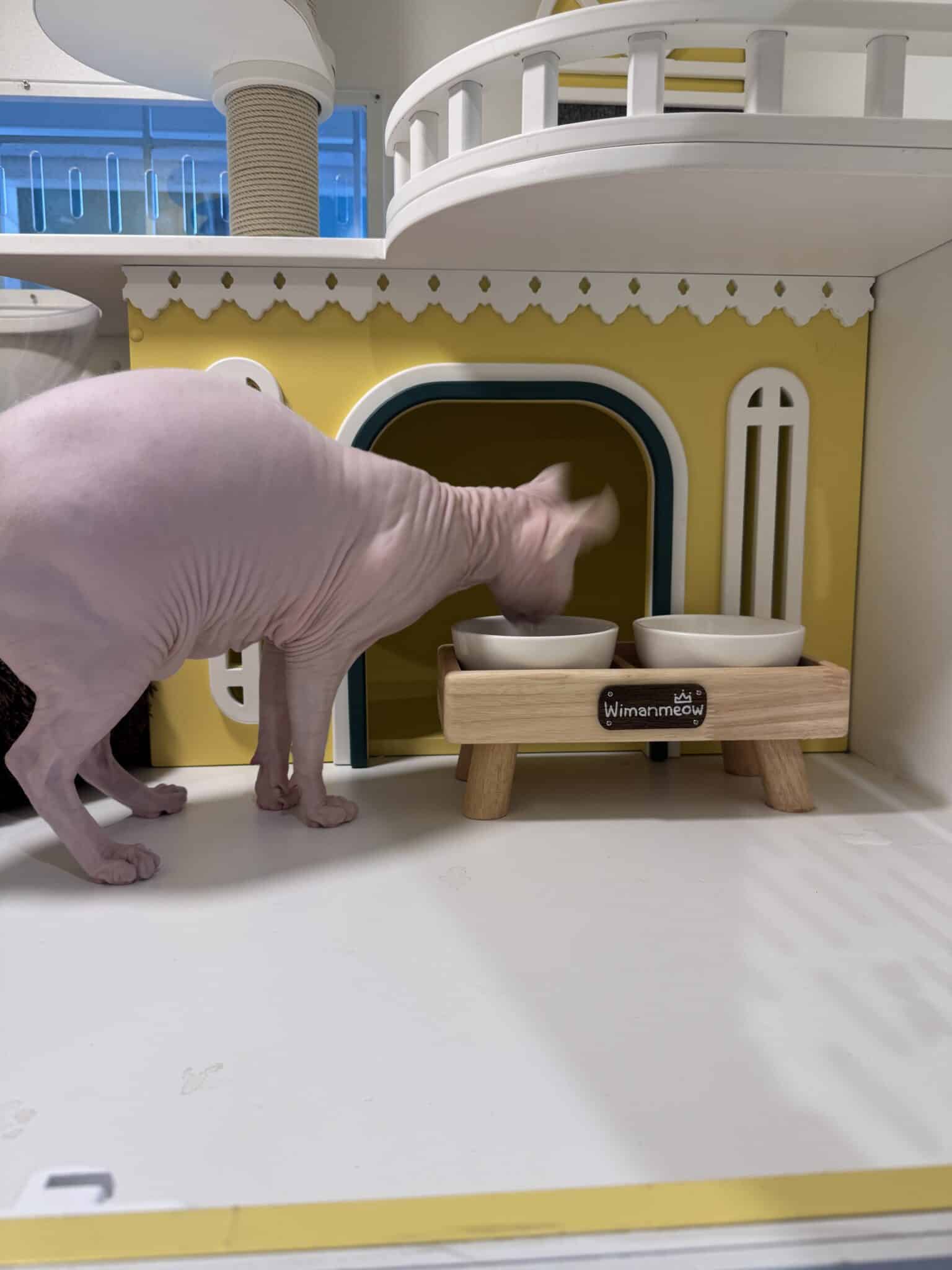 แมวสฟิงซ์กินอาหารจากชามในห้องพัก Wimanmeow สำหรับบทความเตรียมอาหารระหว่างฝากแมว