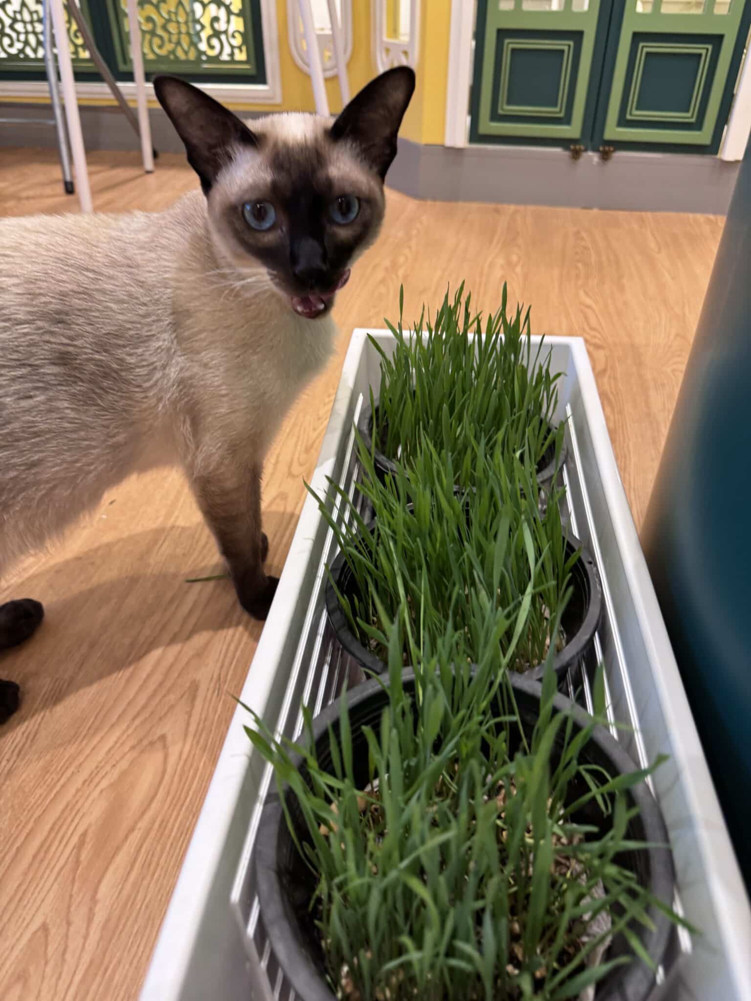 พักกับ Wimanmeow แมววิเชียรมาศกำลังสำรวจต้นข้าวสาลีแมวภายในห้องพักส่วนตัว