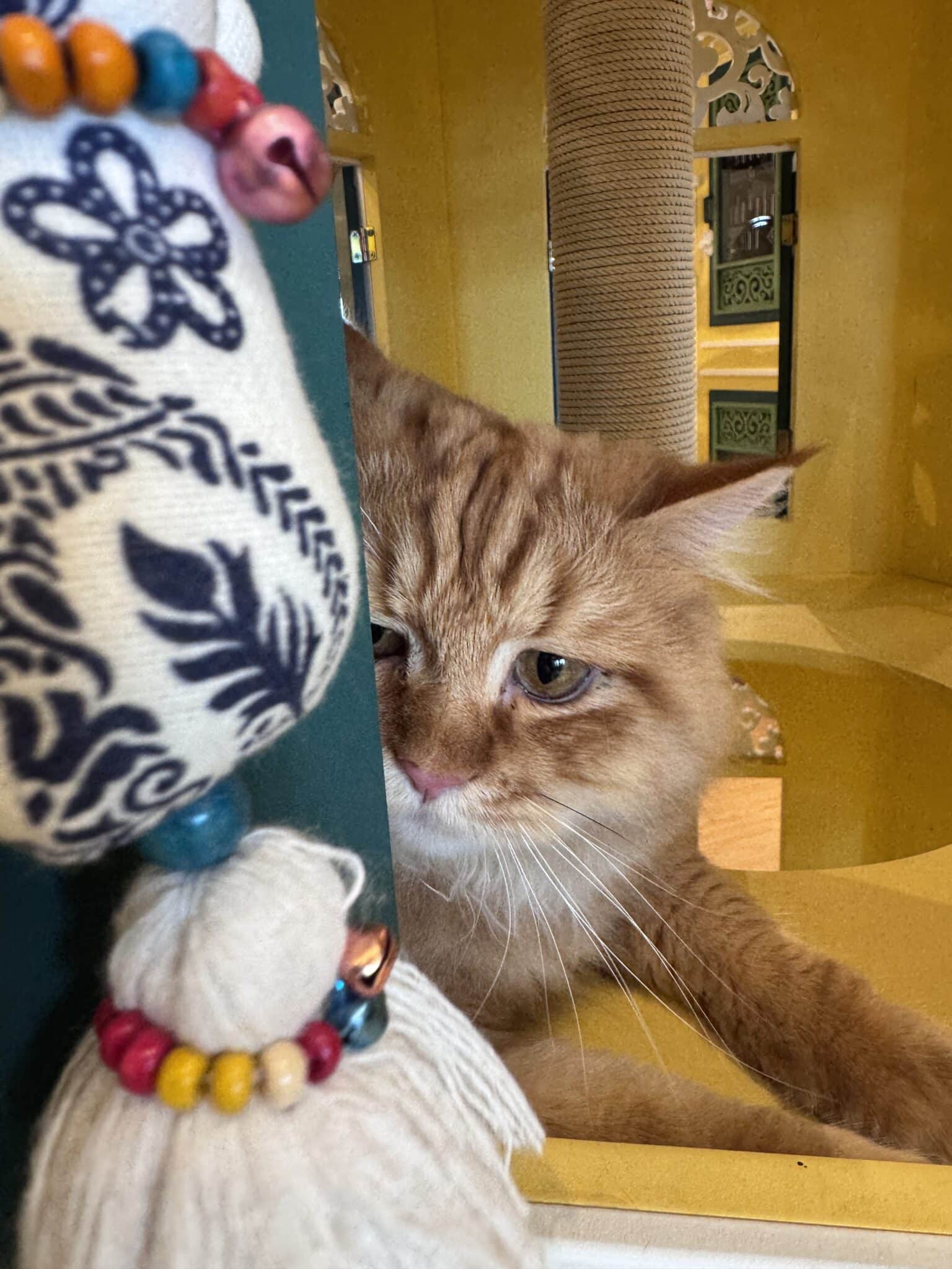 แมวสีส้มซบผ้ากลิ่นคุ้นเคยในห้องพัก Wimanmeow ช่วยให้น้องปรับตัวกลับสู่กิจวัตร