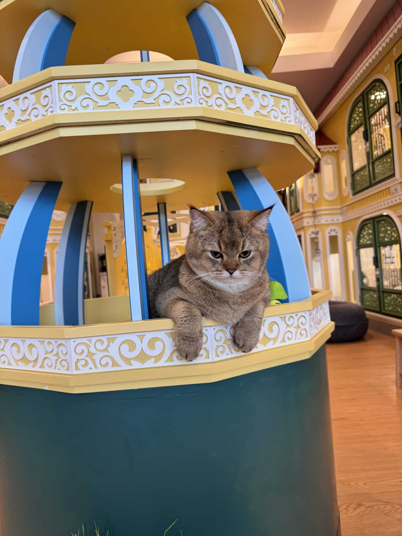 แมวสีน้ำตาลพักบนชั้นปีนเล่นภายในห้องพักส่วนตัวของ Wimanmeow Cat Hotel