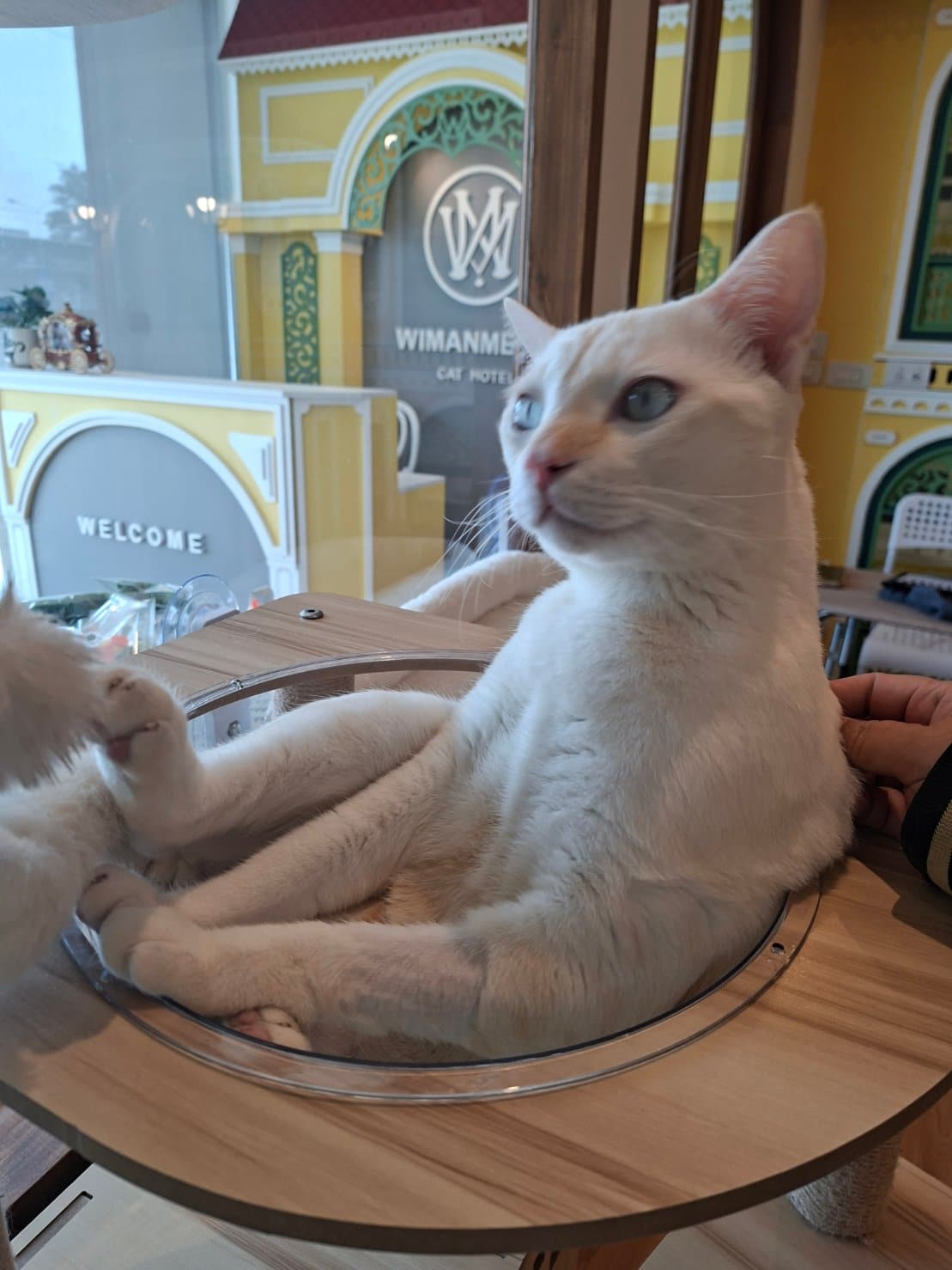 หนึ่งวันในโรงแรมแมว Wimanmeow Cat Hotel ดูแลน้องแมวอย่างใกล้ชิด