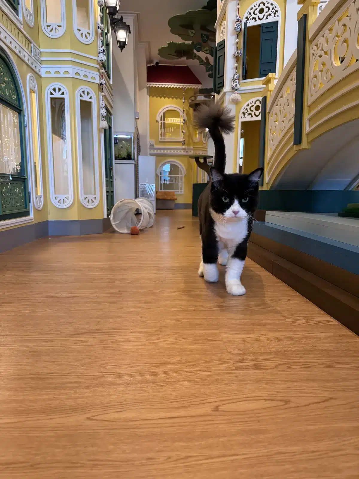 แมวเดินในห้องพักส่วนตัว Wimanmeow โรงแรมแมวใกล้ปทุมธานี