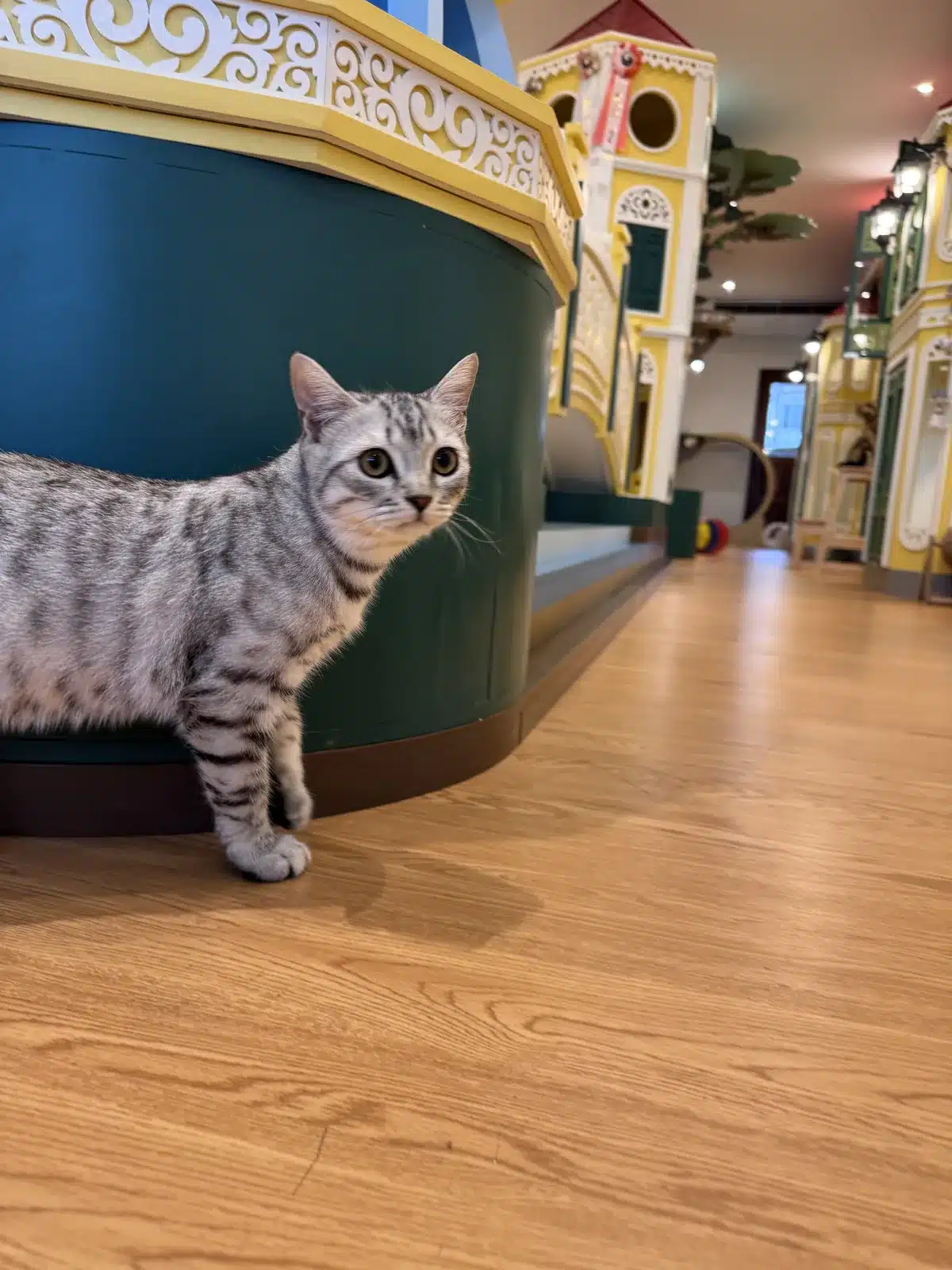 แมวขี้กลัวหรือแมวอินโทรเวิร์ตในพื้นที่สงบของ Wimanmeow Cat Hotel