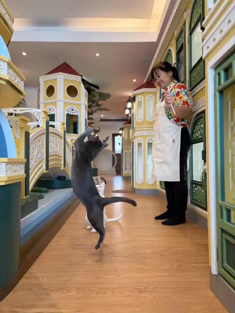 พี่เลี้ยงเล่นกับน้องแมวที่โรงแรมแมว Wimanmeow บางบัวทอง