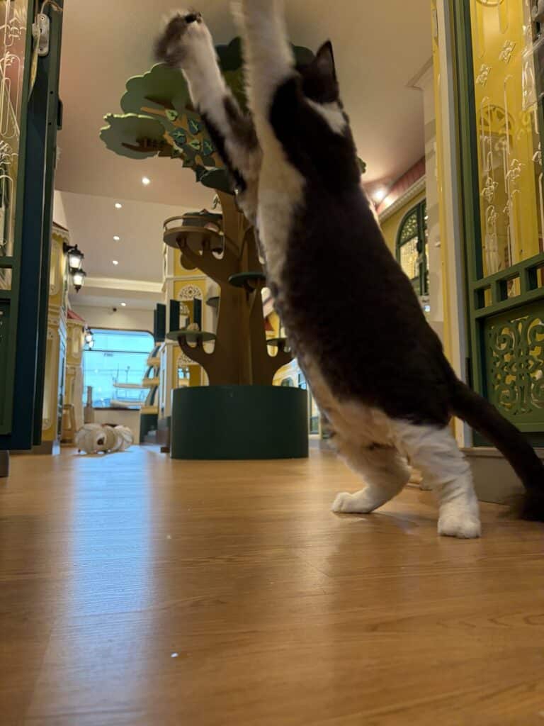 แมวกำลังปีนและเล่นบนคอนโดแมวภายในโรงแรมแมว Wimanmeow บางบัวทอง