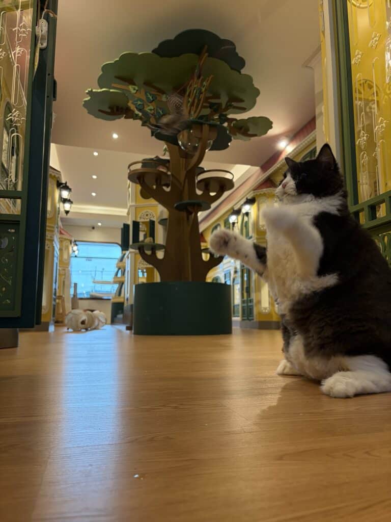 แมวขาวดำกำลังสำรวจคอนโดแมวและพื้นที่เล่นภายในโรงแรมแมว Wimanmeow นนทบุรี