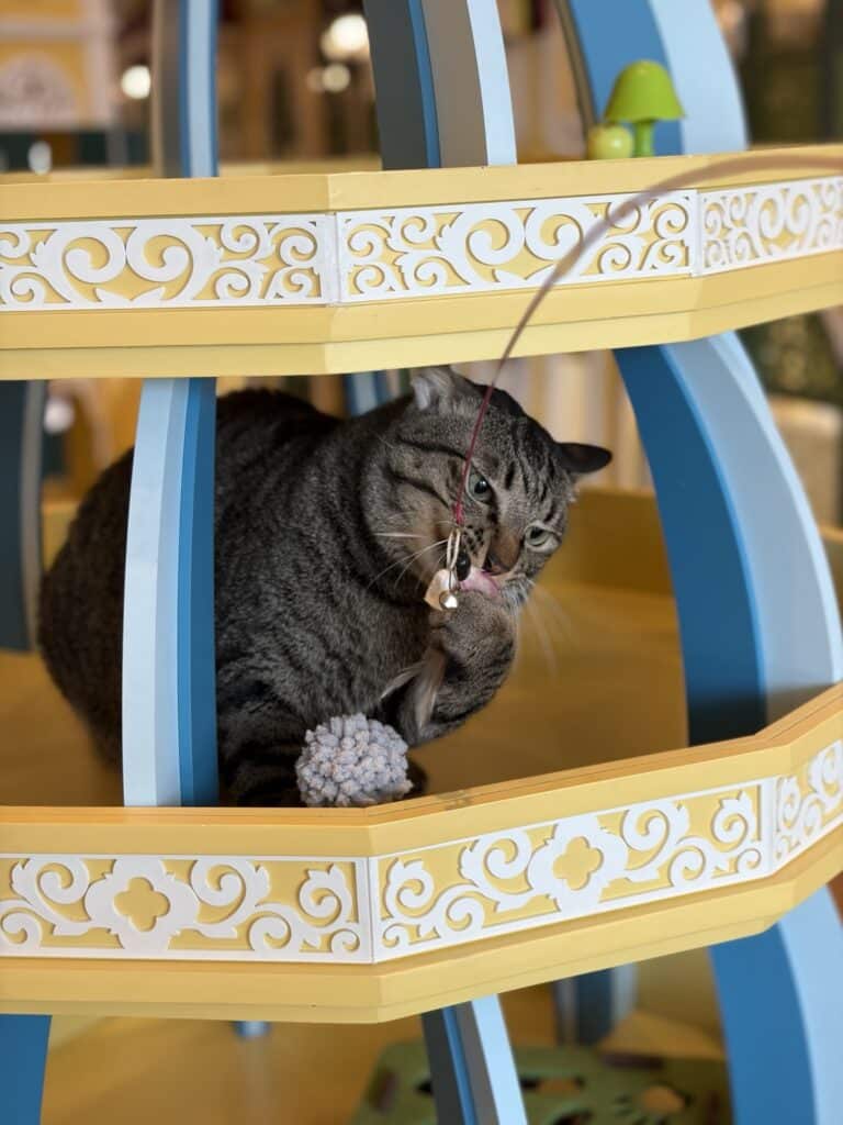 แมวลายเทานั่งพักในซุ้มสีขาวทองภายในโรงแรมแมว Wimanmeow นนทบุรี