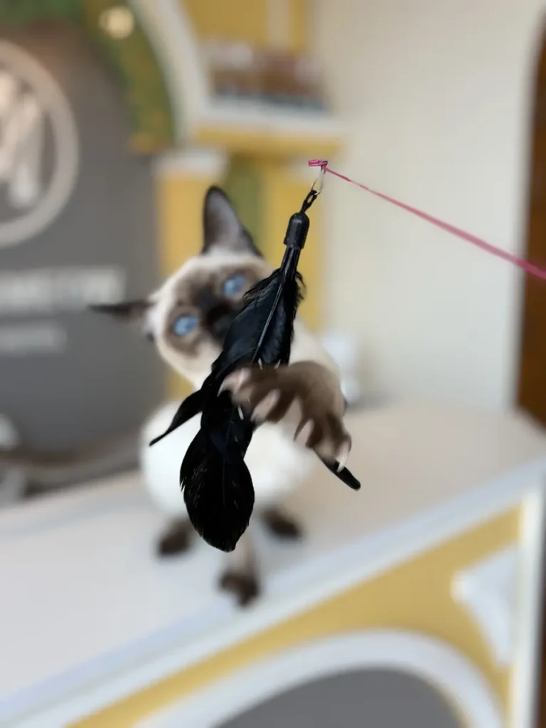 กิจกรรมเล่นของเล่นสำหรับแมวที่ Wimanmeow Cat Hotel