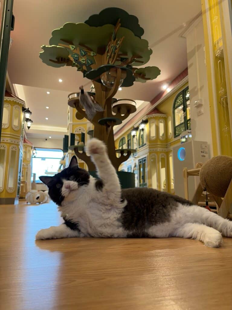 แมวนอนพักอย่างสบายข้างต้นไม้แมวในห้องพักโรงแรมแมว Wimanmeow นนทบุรี