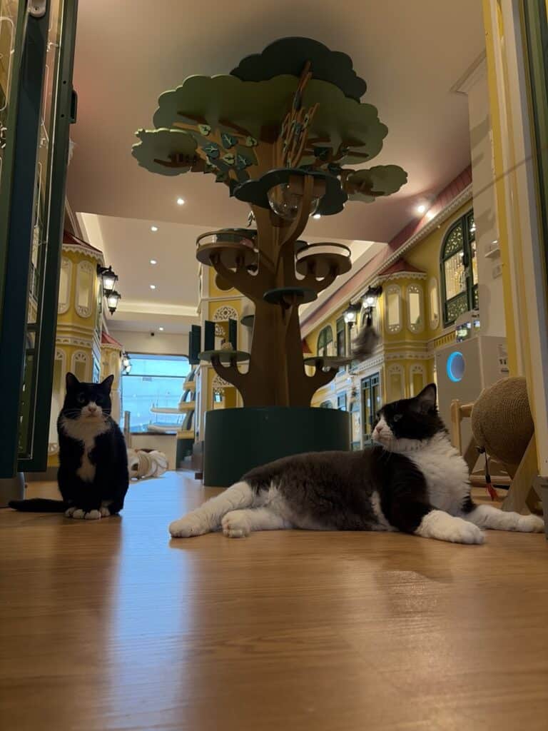 แมวขาวดำนอนพักบนพื้นห้องเล่นสะอาดที่โรงแรมแมว Wimanmeow