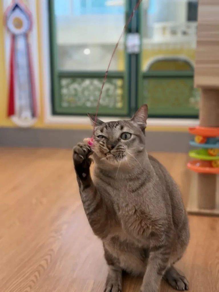 กิจกรรมเสริมพัฒนาการน้องแมวที่ Wimanmeow Cat Hotel นนทบุรี