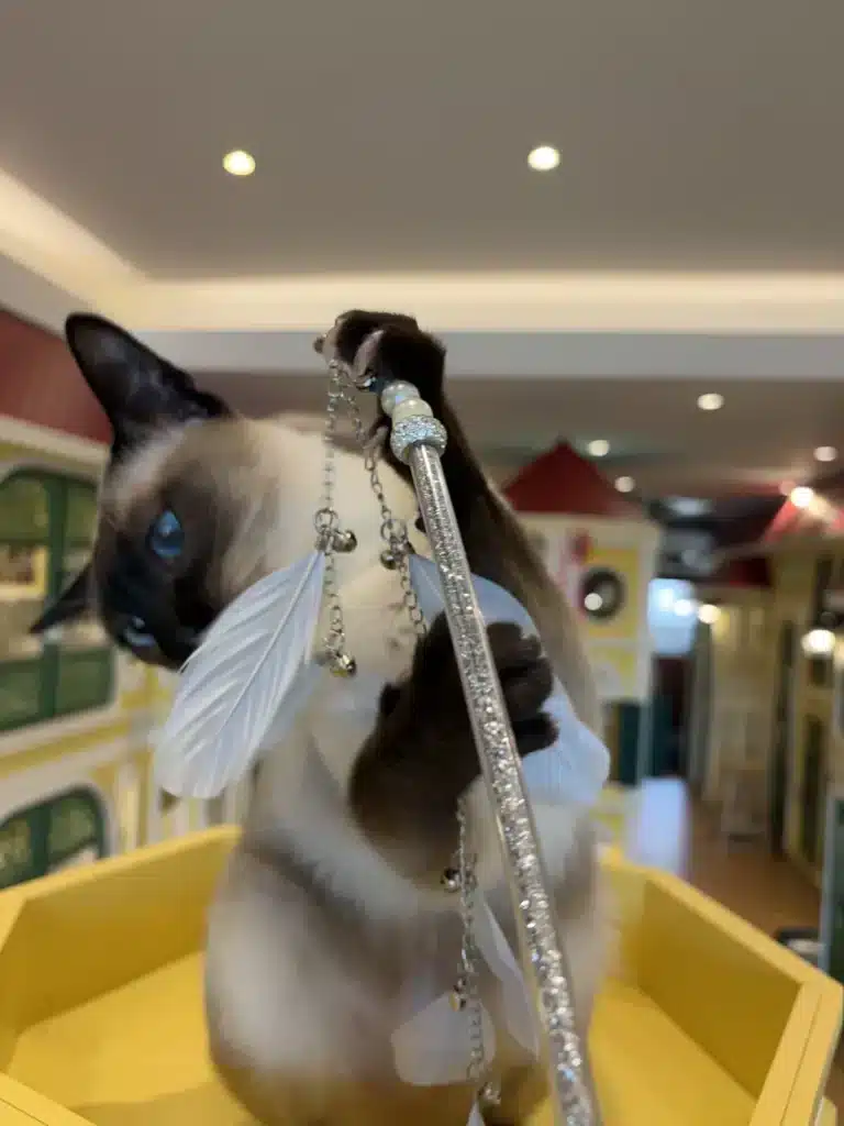 แมวกำลังเล่นของเล่นขนนกในพื้นที่เล่นของ Wimanmeow Cat Hotel