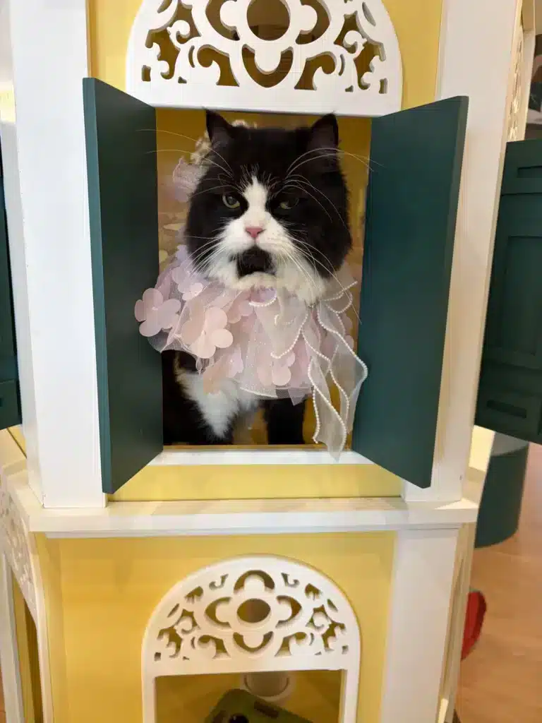 แมวขาวดำสวมชุดสีชมพูอยู่ในบ้านแมวประตูสีเขียวที่ Wimanmeow Cat Hotel