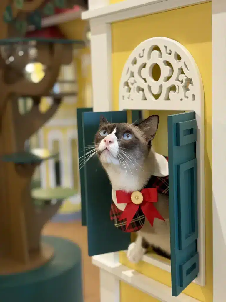 แมวสวมโบว์สีแดงนั่งมองจากช่องบ้านแมวที่ Wimanmeow Cat Hotel