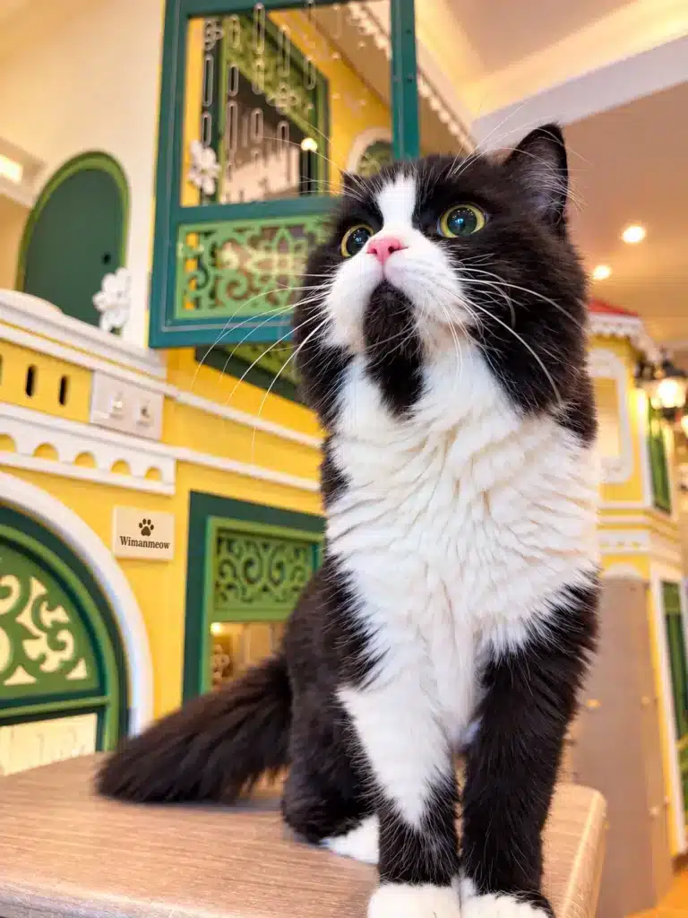 แมวขาวดำนั่งบนชั้นไม้ในพื้นที่เล่นของ Wimanmeow Cat Hotel