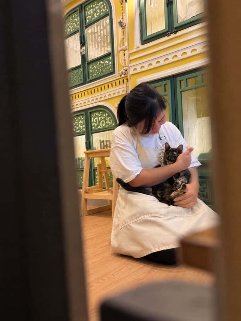 พี่เลี้ยงกำลังอุ้มน้องแมวภายในโรงแรมแมว Wimanmeow บางบัวทอง นนทบุรี