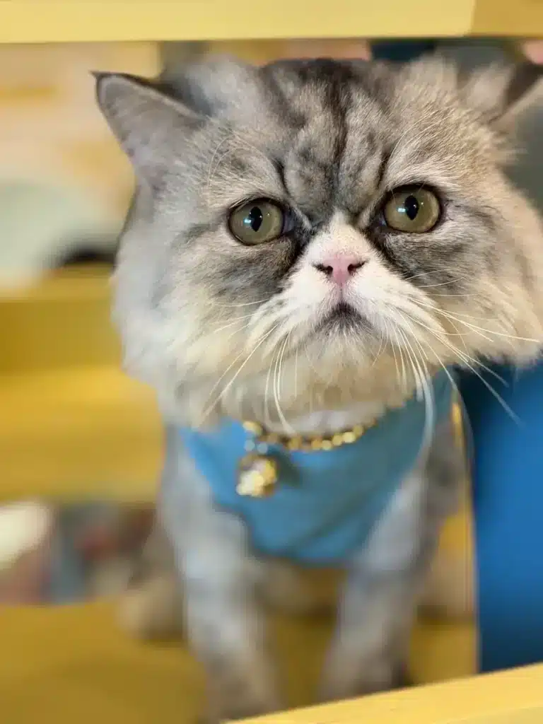 แมวเปอร์เซียในห้องพัก Wimanmeow Cat Hotel นนทบุรี