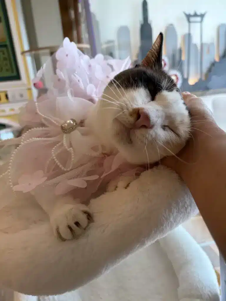 น้องแมวแต่งชุดเจ้าหญิง พักที่ Wimanmeow Cat Hotel นนทบุรี