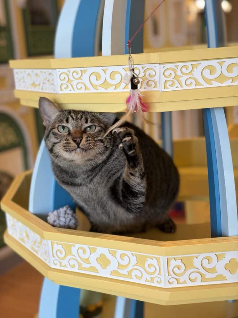 แมวลายเทานั่งบนชั้นพักตกแต่งสีทองในโรงแรมแมว Wimanmeow บางบัวทอง นนทบุรี