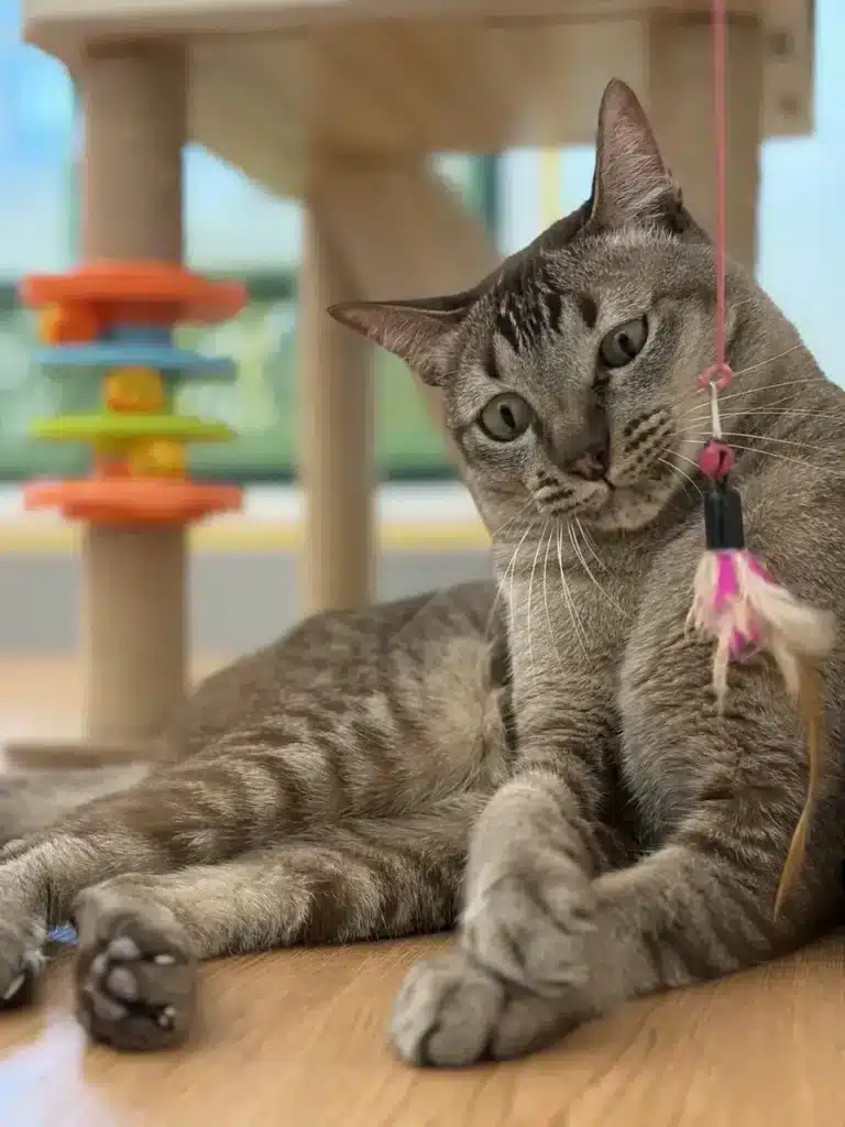 น้องแมวสีเทาเล่นในเพลย์แลนด์ Wimanmeow Cat Hotel
