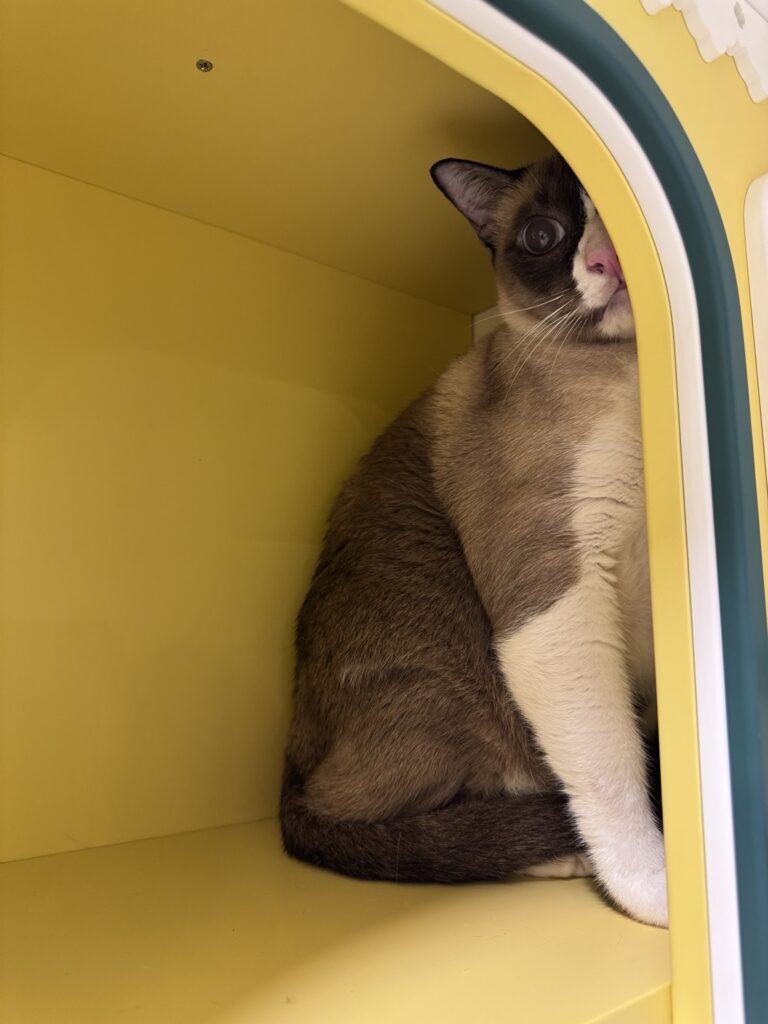 แมววิเชียรมาศนั่งในช่องพักสีเหลืองภายในโรงแรมแมว Wimanmeow บางบัวทอง