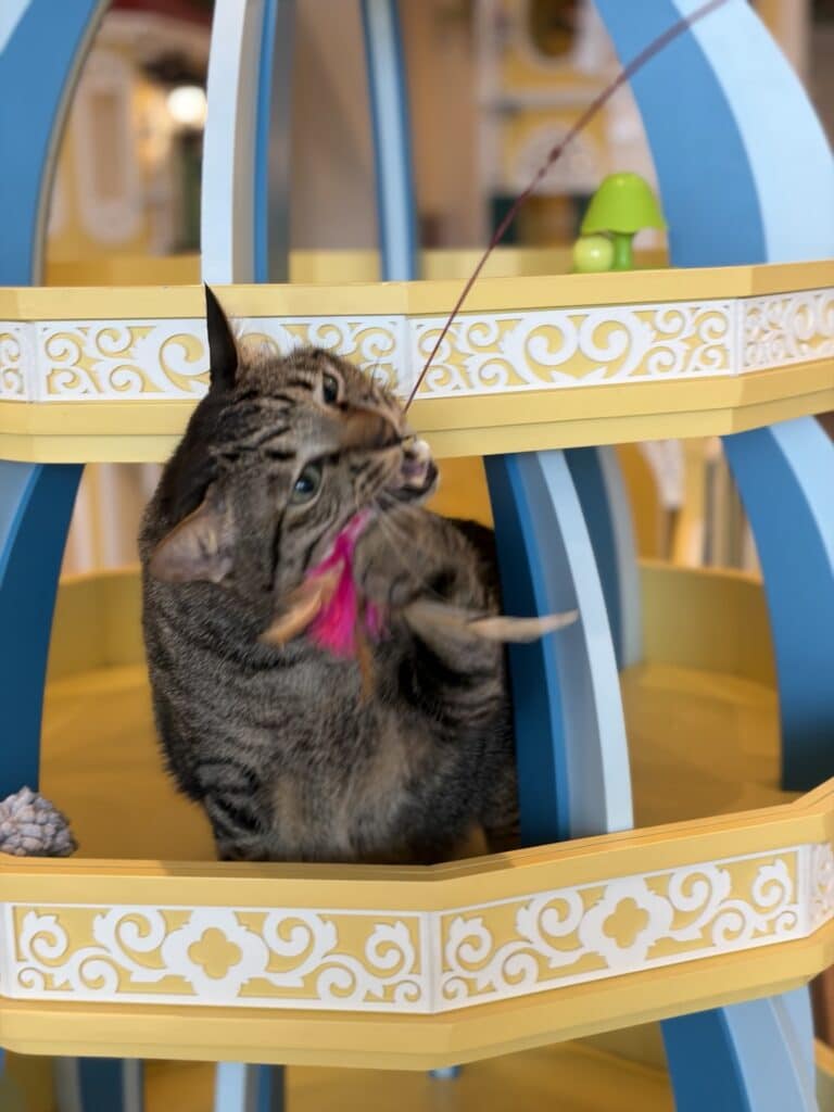 แมวลายเทากำลังเล่นของเล่นบนชั้นพักในพื้นที่เล่นของ Wimanmeow Cat Hotel