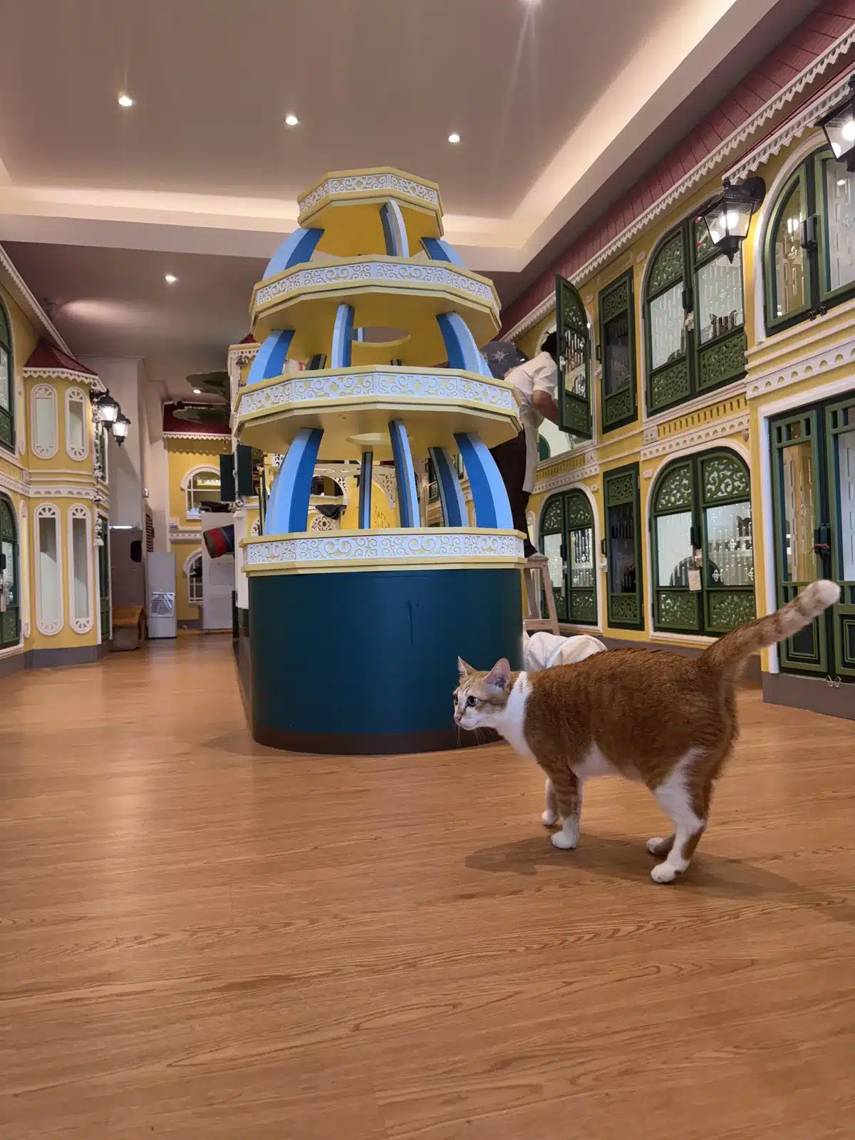 แมวสีส้มขาวเดินสำรวจพื้นที่ส่วนกลางและห้องพักที่ Wimanmeow Cat Hotel